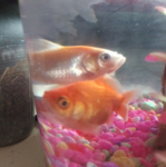 OFFICIAL Fishy fan group!! (Friends only)