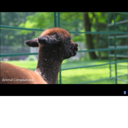 Super fun alpaca popular Obby yay
