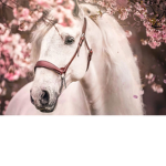 ~*CottageCoreBlossoms*~