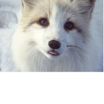 Arctic fox fan:)