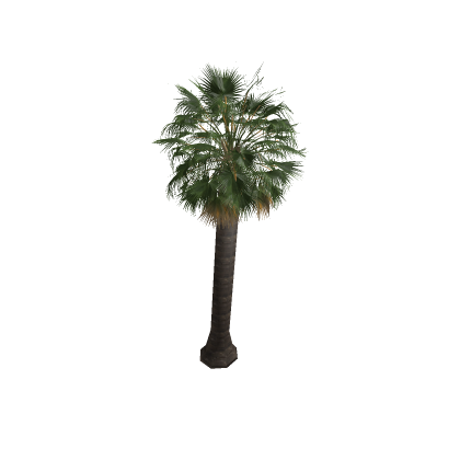 California palm tree big