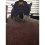 Hello kitten!