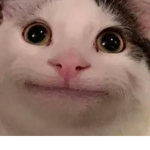 Pop Cat team only friends