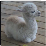 Llama friend group