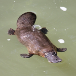 Precious Platypi