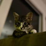 Kitty club for cats!