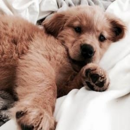 Cute animals Roblox decal