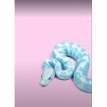 The. __ OxUxTxLxAxNxDx3xRxS __