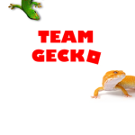 Team Gecko!