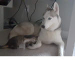 Cat and dog people chat meow woof