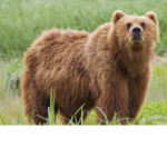 Bear sqaud the best people