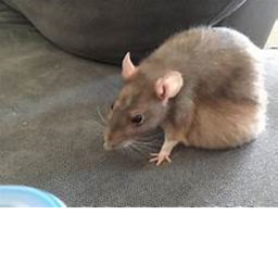 Maurice