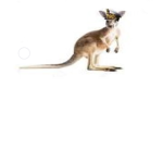 kangaroo force