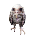 Lamontowl