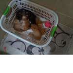 Join my group to pets in adopt me