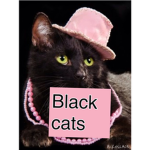 Pink cats