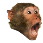 poggers.