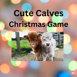 Cute Calves Christmas Game