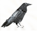 The Raven Industries.