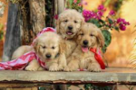 THE DUMMY DOGS