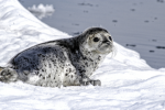 •SEAL FAN CLUB!•
