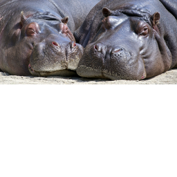 Hippo Hangout