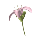  ♡ Large cute pink lily flower 🌸