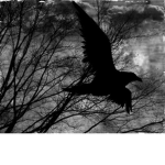 DarkRavens