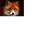 Fox Tribe mud water and earth