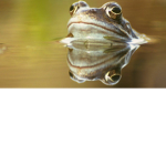 frogs & rats