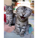 mAdCaTs!!!