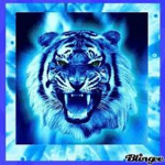 Light blue Tiger