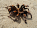 nightspiderr squad