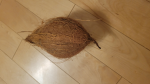 Coconutat3am