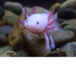 Axolotl stuff