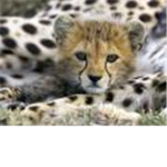 Save the cheetahs or/and lions