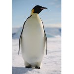 PENGUIN SURPERMACY