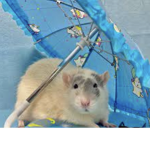 The ultimate rat group so ultimate