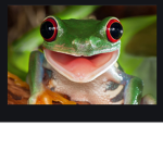 Frogs are @wesome