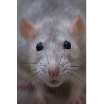 Cool rats :)