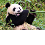 Pandas team! <3