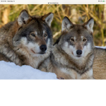 paws of a wolf