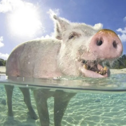 Maldevian Pigs