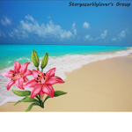 Lily Oasis