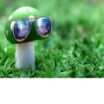 The cool mushroom group