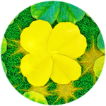Golden Clover