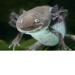Weird Creatures .