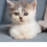 We are cat likers!
