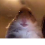 da hamsters cool