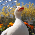 Duck Pals Hangout!